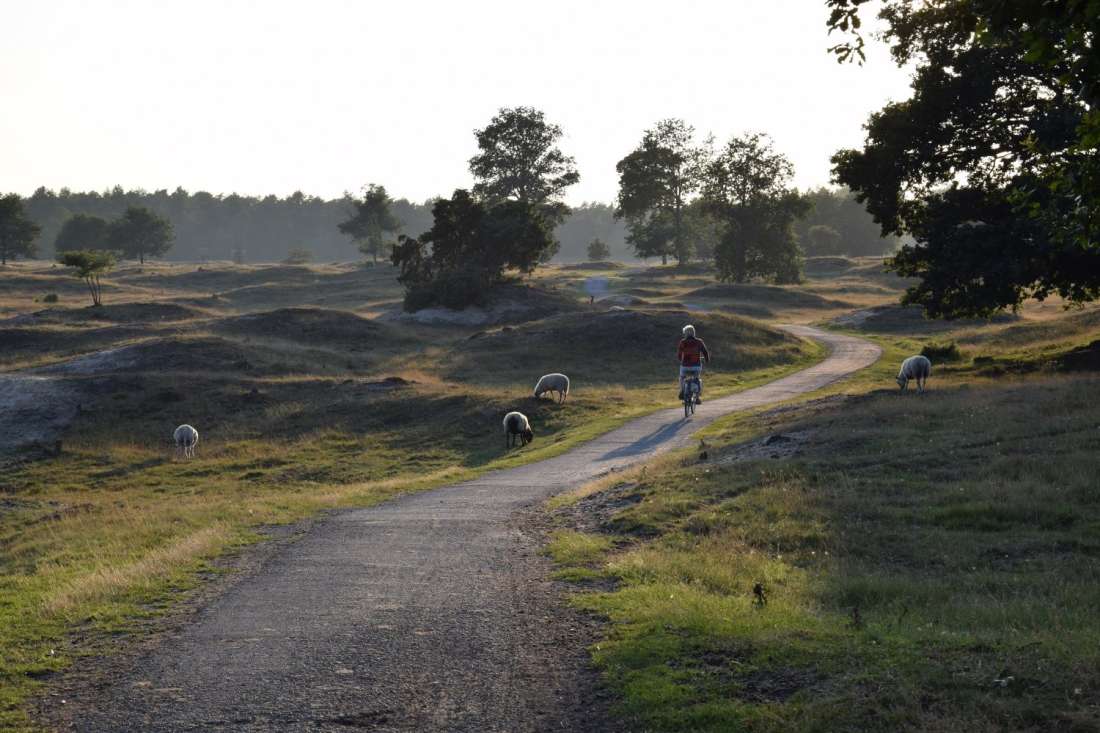 fietsen tussen schapen Natuurgebied Drents-Friese Wold