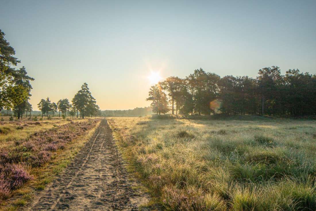 heide en boeren pad in Nationaalpark Drents Friese Wold